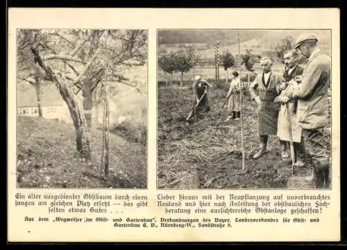 AK Neupflanzung von Obstbäumen auf unverbrauchtem Neuland, Gärtner