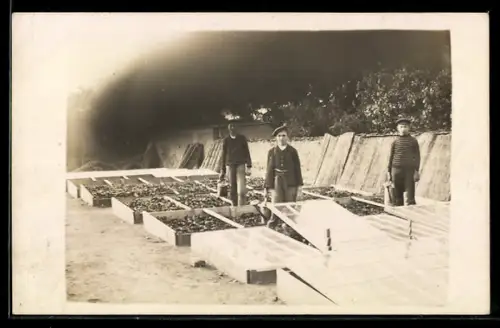 Foto-AK Gärtnerei mit Kleinbeeten unter Glasdächern