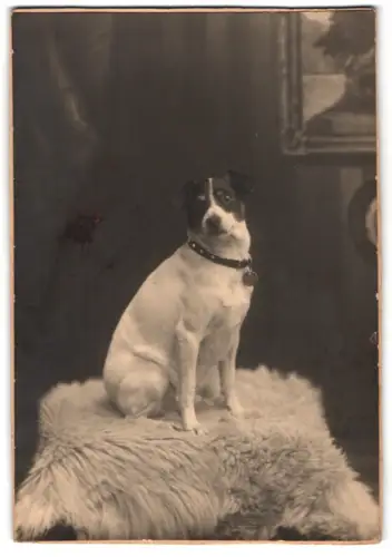 Fotografie unbekannter Fotograf und Ort, Terrier Lumpi auf einem Fell sitzend, Hund