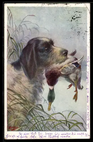 Künstler-AK Jagdhund apportiert eine Ente