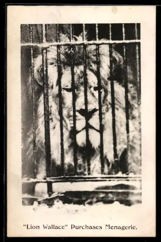 AK Lion Wallace, Purchases Menagerie, Dressur