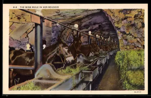 AK The Mine Mule in her Boudoir, Bergbau