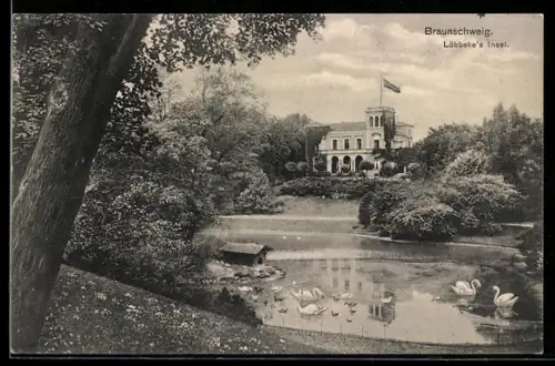 AK Braunschweig, Löbbeke`s Insel, Insel mit Pavillon und Schwanenteich