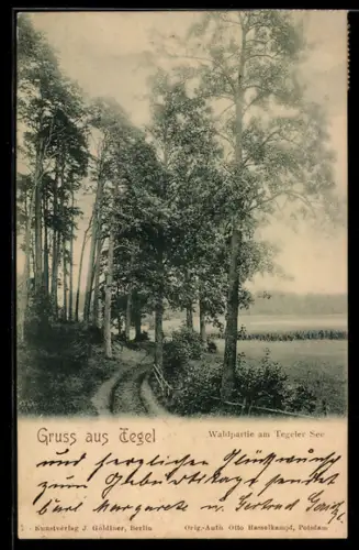 AK Berlin-Tegel, Waldpartie am Tegeler See
