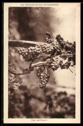 AK Weintrauben an der Rebe, Cep de Pinot