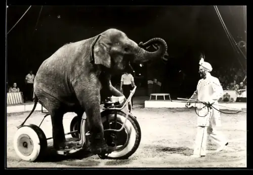 AK Gerhard Quaiser mt einem radfahrenden Elefanten, Staatszirkus der DDR
