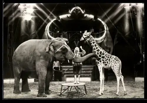 AK Staatszirkus der DDR, Lady Ros` Dressurkombination Elefant - Giraffe - Hund