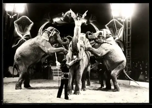 AK Siegfried Gronau und Helga Gronau bei einer Aufführung mit Elefanten, Staatszirkus der DDR