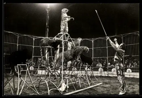 AK Francesco Capri bei einer Vorstellung mit verschiedenen Raubkatzen, Staatszirkus der DDR