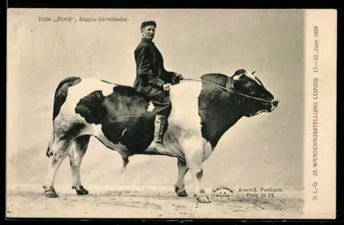 AK Leipzig, 23. Wanderausstellung 1909, Bulle David, Ruppin-Hävellander