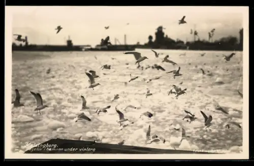 AK Helsingborg, Fegelliv i hamnen under vintern