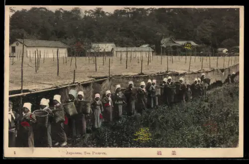 AK Japanese Tea Pickers