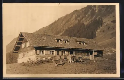 AK Riezlern, Kl. Walsertal, Skiberghaus Mittelalpe mit Kühen