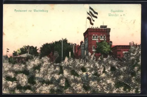 AK Werder a. H., Restaurant zur Wachtelburg, Baumblüte