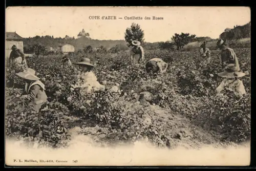 AK Cote d`Azur, Cueilette des Roses, Parfümeur