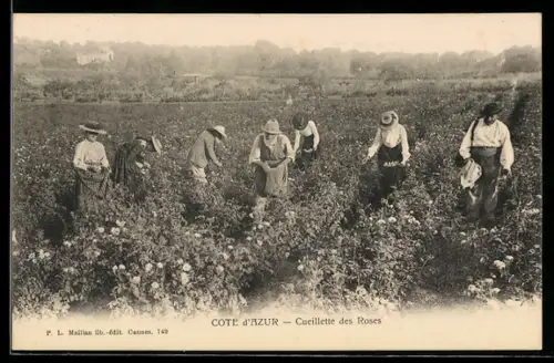 AK Cote d`Azur, Cueilette des Roses, Parfümeur