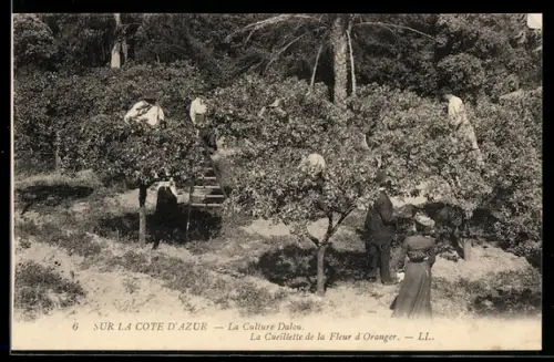 AK Cote d`Azur, La Culture Dalou, La Cueilette de la Fleur d`Oranger, Parfümeur