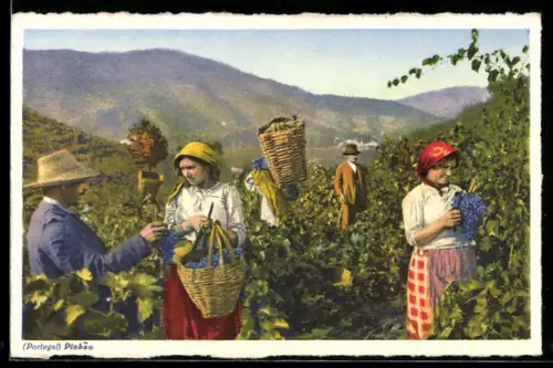 AK Alto-Douro, As vindimas, Wein