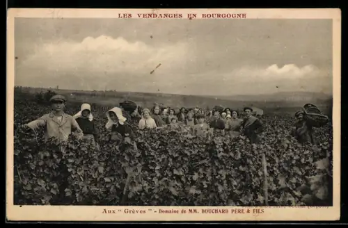 AK Chateau de Beaune /Cote d`Or, Domaine de MM. Bouchard Père & Fils, Aux Grèves, Wein