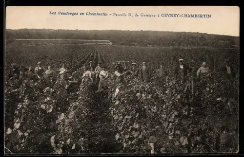 AK Gevrey-Chambertin, Les Vendanges, Parcelle R. de Grésigny, Wein