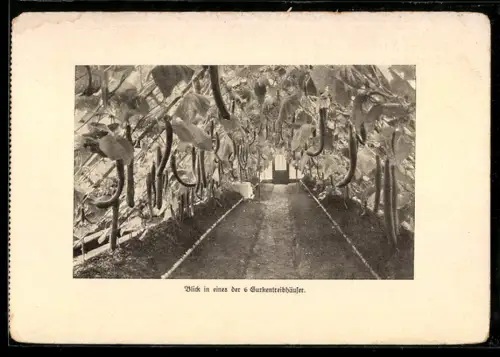 AK Berlin-Dahlem, Gurkentreibhaus Lehr- und Forschungsanstalt für Gartenbau, Innenansicht