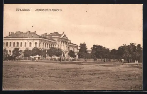 AK Bukarest, Aussenansicht des Zoologischen Museums