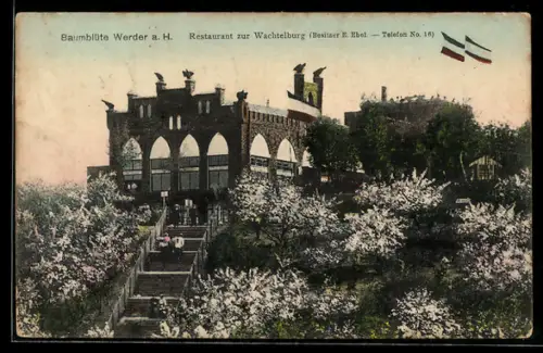 AK Werder a. H., Restaurant zur Wachtelburg bei Baumblüte