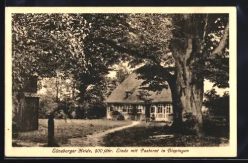 AK Bispingen /Lüneburger Heide, 500-jährige Linde mit Pastorat