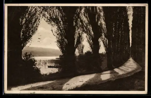 AK Insel Reichenau, Pappelallee nach Konstanz