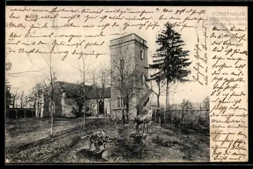 AK Thale /Harz, Forsthaus Georgshöhe, Wildschwein, Hirsch