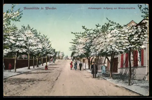AK Werder, Hohewegstrasse, Aufgang zur Bismarckhöhe, Baumblüte