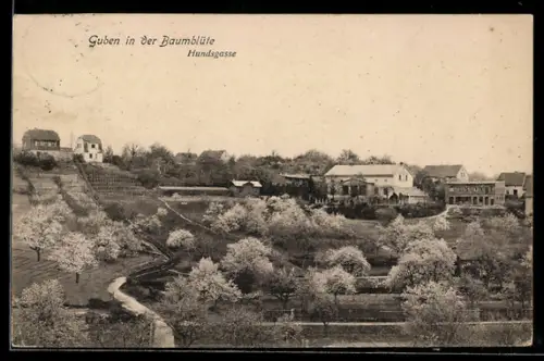 AK Guben, Strasse Hundsgasse in der Baumblüte