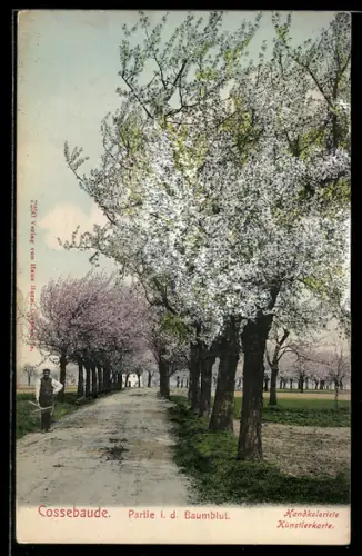 AK Cossebaude, Partie in der Baumblut