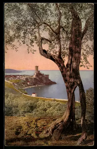 AK Malcesine, Lago di Garda, Partie mit Olivenbaum