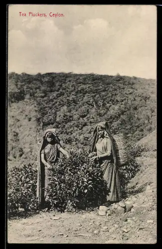 AK Ceylon, Tea Pluckers, Mädchen beim Teepflücken