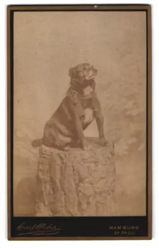 Fotografie Carl Weber, Hamburg, Marien-Strasse 41, Hund auf Baumstumpf sitzend