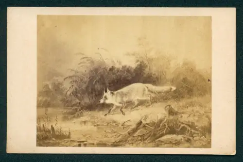 2 Fotografien unbekannter Fotograf und Ort, Fuchs, Hund jagt einen Hasen, Jagd