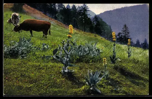 Künstler-AK Photochromie Nr. 1202: Gentiana lutea, Kühe weiden auf einer Bergwiese