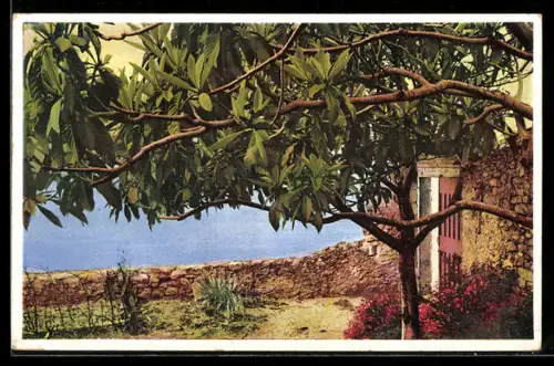 Künstler-AK Photochromie Nr. 5129: Mediterrane Landschaft