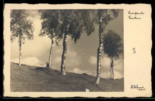 Foto-AK Adalbert Defner: Blick auf Birken