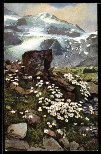 AK Photochromie NR. 518: Chrysanthemen auf einem Berg