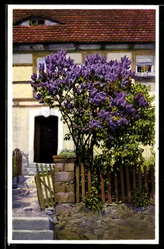 Künstler-AK Photochromie Nr.5359: blühender Flieder am Haus