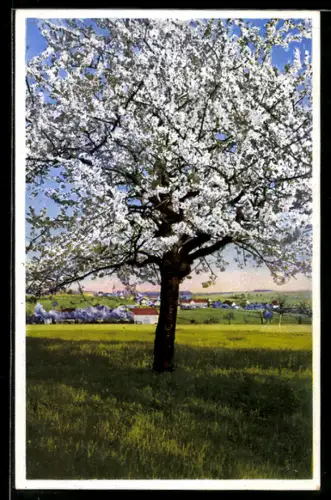 Künstler-AK Photochromie Nr.: 5347, Weissblühender Baum auf der Wiese vorm Ort