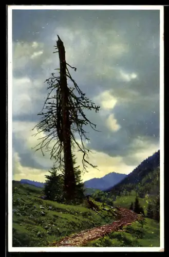 AK Photochromie NR. 5072: Durch einen Sturm zerstörter Baum