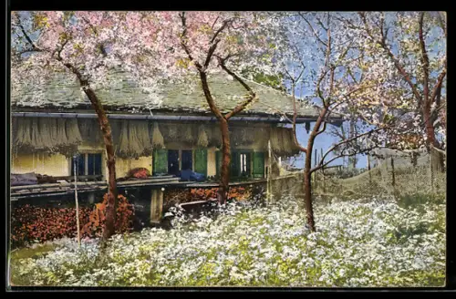 Künstler-AK Photochromie Nr. 2130: Frauenchiemsee, Blühende Obstbäume an einem Haus