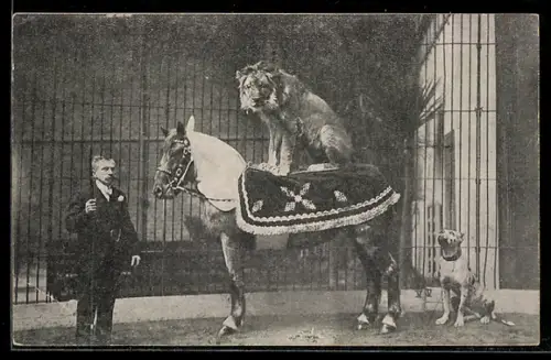 Vertreterkarte Stuttgart, Grosse nordische Völkerschau und Raubtierdressuren Carl Hagenbeck, Dompteur mit Löwe