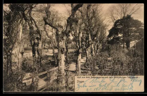 AK Siegen, Idyll aus dem Schlossgarten mit dem 1000jährigen Taxusbaum