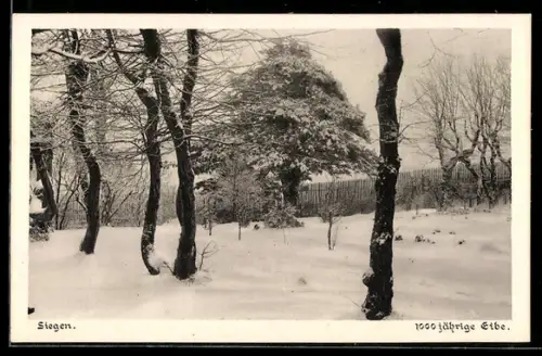 AK Siegen, 1000jährige Eibe