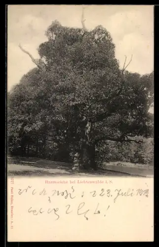 AK Lichtenwalde i. S., Die Harraseiche