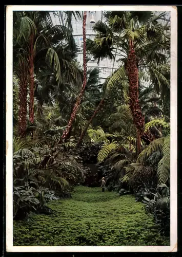 AK Frankfurt-Westend, Palmengarten, Grosses Palmenhaus